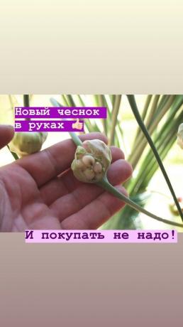 Flechas - sin ajo extra en una cama. Foto: blog.garlicfarm.ru