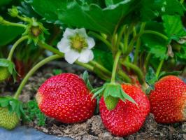 5 reglas simples del cuidado de las fresas en el jardín en julio y agosto para el siguiente año fue una gran cosecha