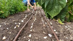 5 trucos básicos de siembra de ajo en el invierno para producir una gran cosecha