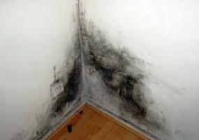 La salida del moho en las paredes en el apartamento