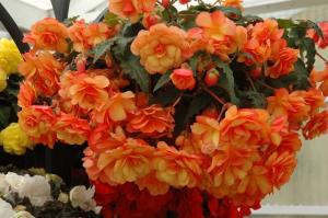 Begonias Ampelnye decorar su casa, terraza y jardín! Foto y descripción