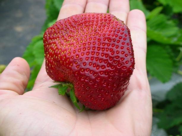 fresas grandes y sabrosas - el resultado de la atención adecuada! (