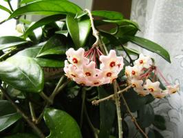 Macetas de flores, conocidas como muzhegony. que destilan los hombres?