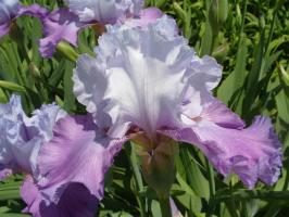 Variedades de iris: a jardineros principiantes eligen plantas