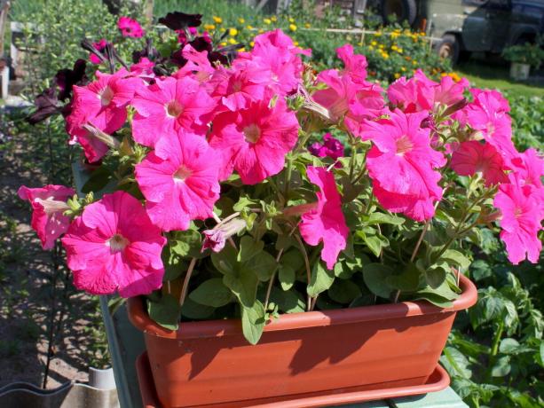 Mi petunia (foto de archivo). Me gusta el olor de flores, que se asocia con el verano!