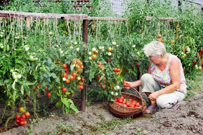 cosecha los tomates (superdom.ua)