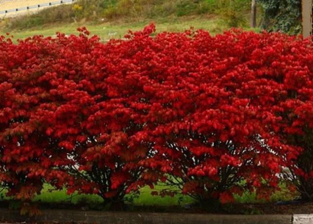 Hojas rojas en otoño evónimo (landas.ru)