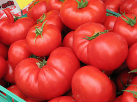 Dónde comprar las semillas de los tomates de forma gratuita?