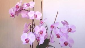 5 errores en el cuidado de la orquídea
