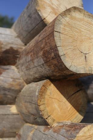 La albura - una capa exterior de madera, que se encuentra directamente debajo de la corteza.