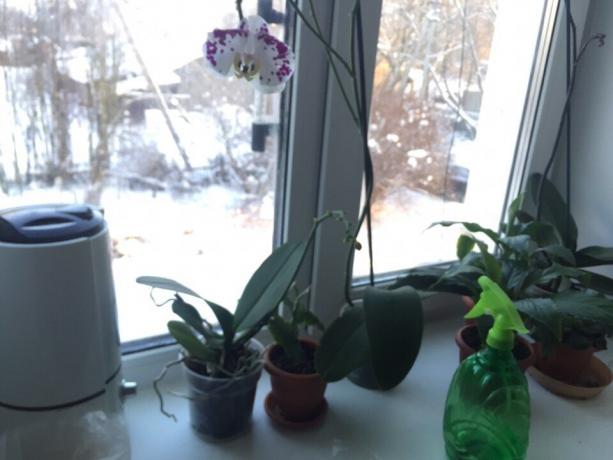 Invierno orquídea hidratantes