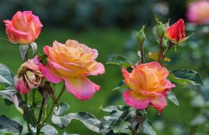 Revelo mis secretos rosas refresco descansar en el jardín