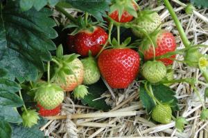 Cómo cuidar de las fresas durante la fructificación
