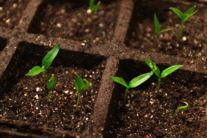 Híbridos de segunda generación - sembrarán las semillas de pimientos de las tiendas