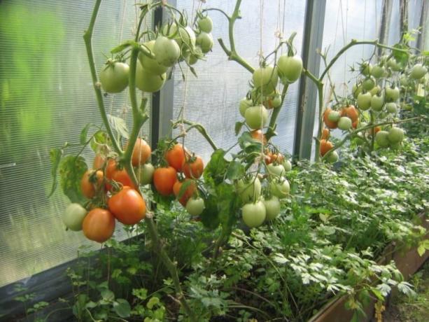 Maduración de los tomates en el invernadero se pueden acelerar! (Mojateplica.ru)