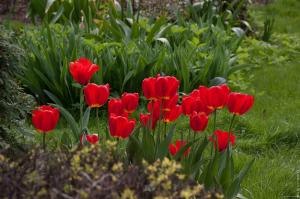 4 Consejo de generosa floración tulipanes en el jardín