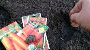 Zanahorias plantación propuesta en zimu- cómo evitar errores.
