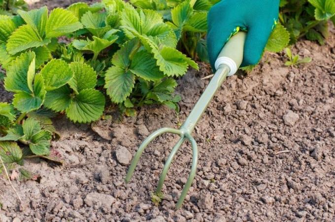 Sé el suelo proryhlit seguro antes de mantillo | Jardinería y horticultura