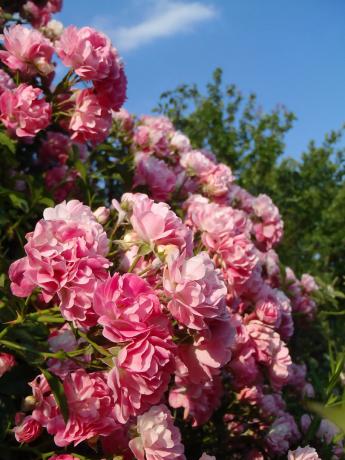 Otro mi rosal trepador. Fotos año pasado - la floración de este año no fue tan abundante.