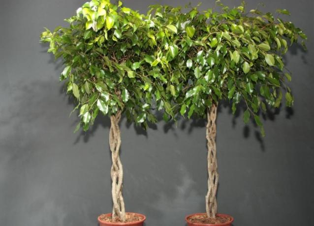 Barril ficus formado en espiral o pigtail