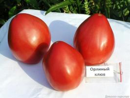 4 mejores variedades de tomate para invernaderos y campo abierto. Top compilado por expertos.