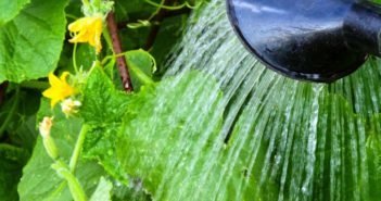 Pepinos, siendo las plantas tropicales como humedad (dacha.help)