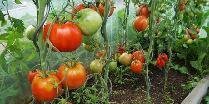 variedades de tomates "corazón alcista"