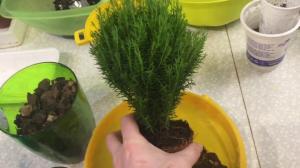 Thuja cultivar en casa. procesar, especialmente para un buen crecimiento de plantas