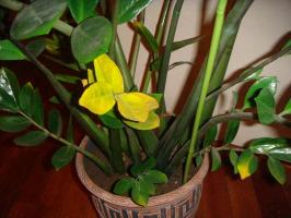 En planta de interior hojas se vuelven amarillas? se resuelve el problema