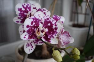 5 pasos para una casa hermosa orquídea Phalaenopsis