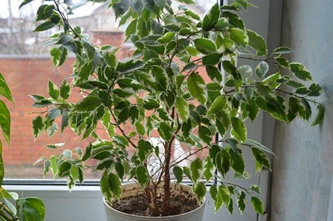 Ficus benjamina está mirando desde la ventana pequeña del paisaje de invierno fuera de la ventana. Foto: houser.su
