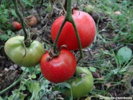 4 "perezosa" tomate variedades