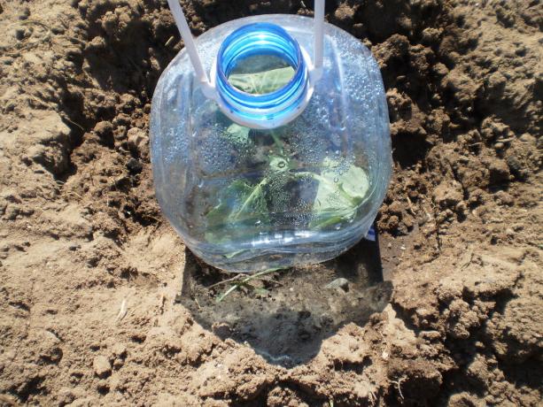 col Plantar, utilizar una botella de plástico como un material de cobertura