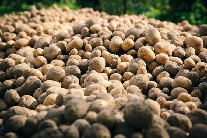 2 errores estúpidos de cultivo de patata | Jardinería y horticultura