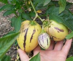 Pepino, el de las frutas y de cómo crecer en el país.