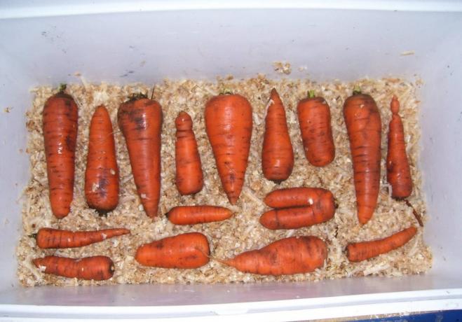El aserrín es ideal para el almacenamiento de zanahorias | Jardinería y horticultura