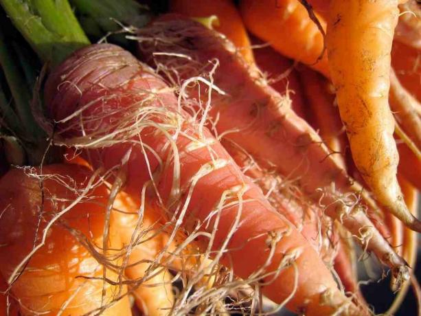 Zanahoria-mohnatka que claramente exageradamente el suelo