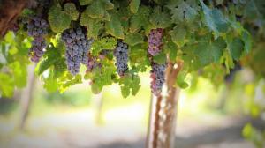 Esquejes de uva germinadas para terreno abierto