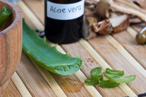 La fertilización de las plantas de interior jugo de aloe. Cómo hacerlo bien