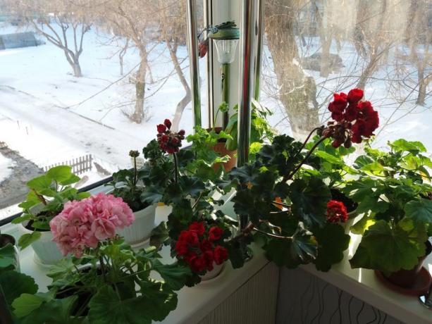Si sus geranios florecen en invierno, no se requiere el "período de latencia" la misma. Creo que las mismas plantas saben cuál es la mejor