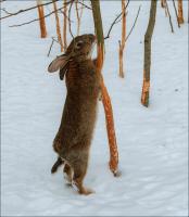 NO roedores: árboles Jardinero que protege de conejos y ratones
