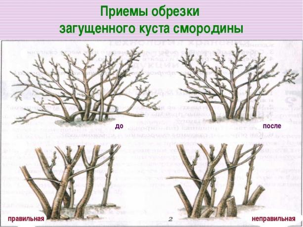 Cortar las viejas ramas en la raíz! ( https://fs00.infourok.ru/images/doc/141/163702/img17.jpg)