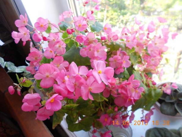 vechnotsvetuschaya Begonia en el alféizar de la ventana (foto tomada de Internet)