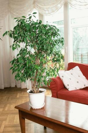 plantas de caucho se ven muy bien en el interior de la casa