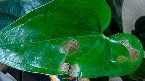 Manchas oscuras en las hojas de las plantas de interior: Cómo determinar la causa y guardar el flor