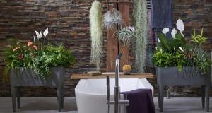 Las plantas en el baño contribuyen a la atmósfera feliz. 6 variantes de decoración "en vivo"