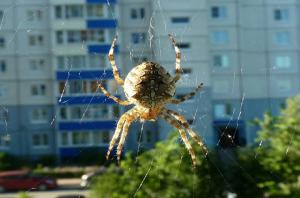 ¿Por qué no puede tocar las arañas que viven en su hogar.