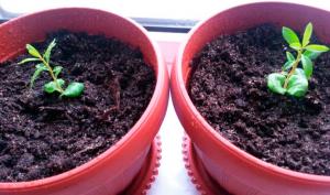 ¿Cómo hacer crecer a partir de semillas de granada. Frutos sin la inoculación!