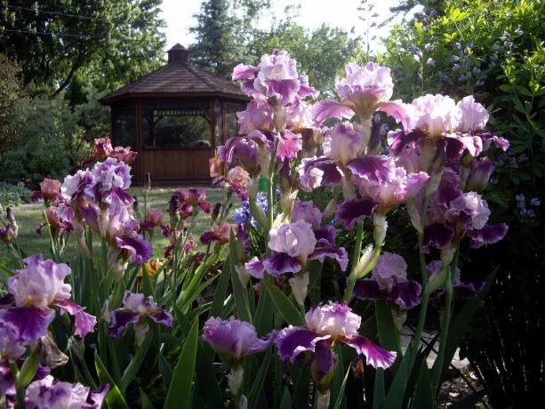 En Rusia, el iris se llama iris en las personas y en la vecina Ucrania - Pivnik, Amontono media