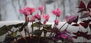 3 errores comunes en el cuidado de invierno de flores en maceta